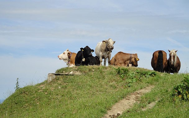 Fleckvieh Kühe Rinder Haflinger Pferde auf Alm